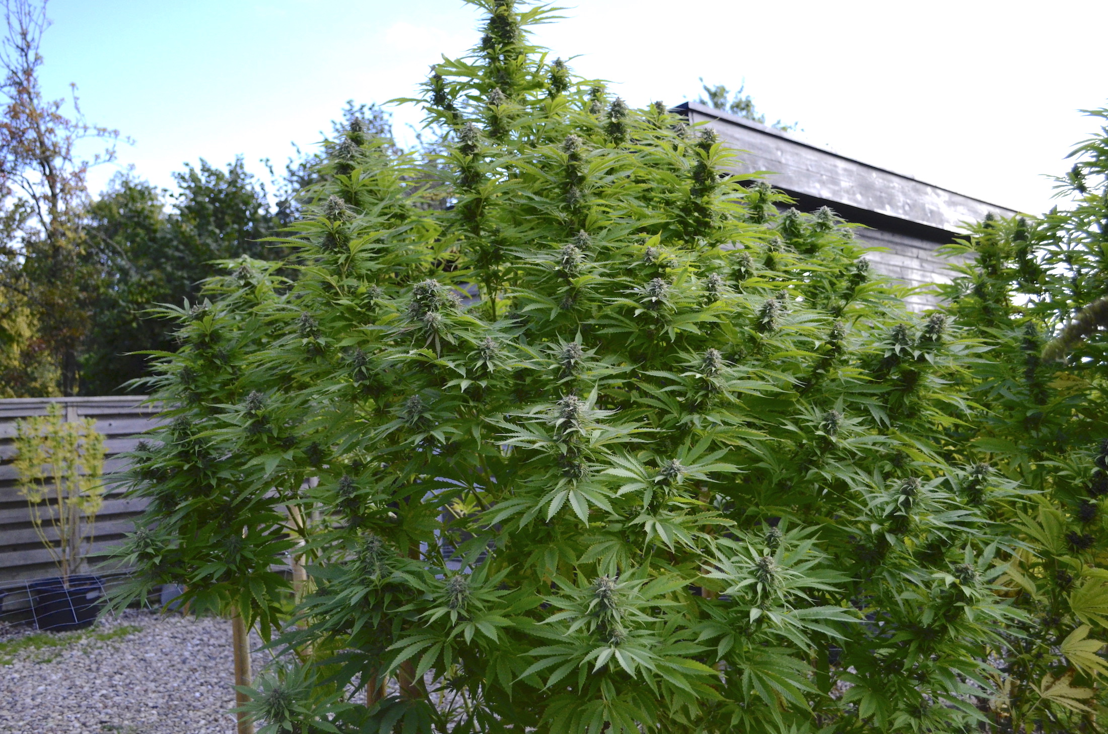 Frisian Dew outdoor cannabis grow