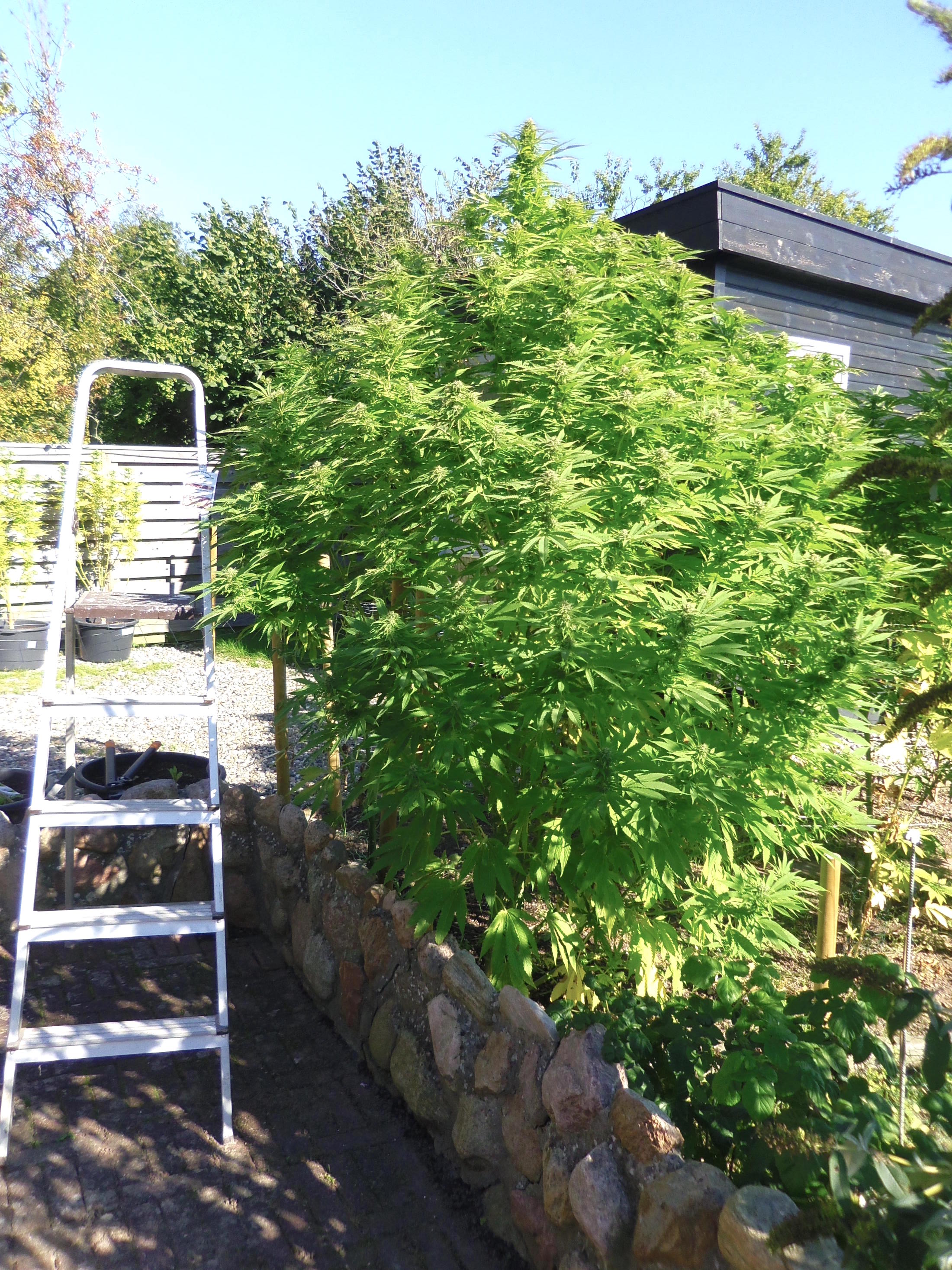 Frisian Dew outdoor cannabis grow