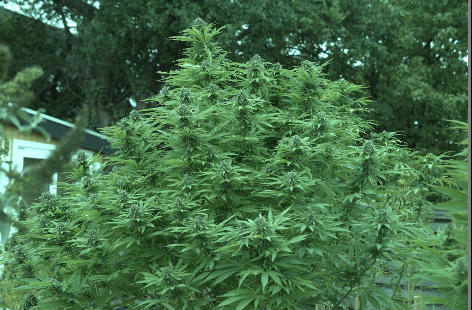 Frisian Dew outdoor cannabis grow