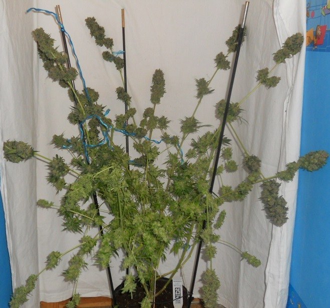 Jorge’s Diamonds #1