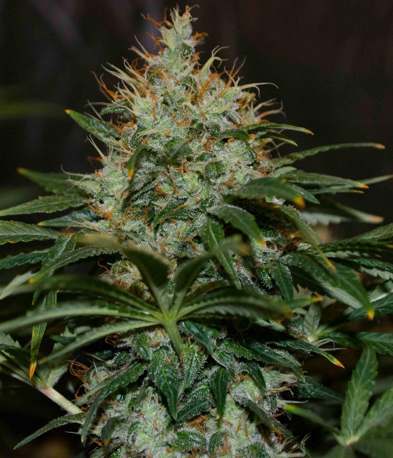 Mazar, Legendary cannabis classics