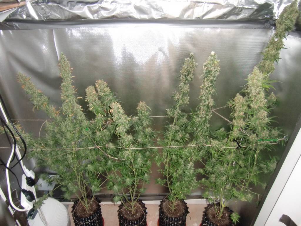 growtent of pot
