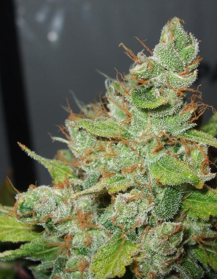 close up of a bud, frost!