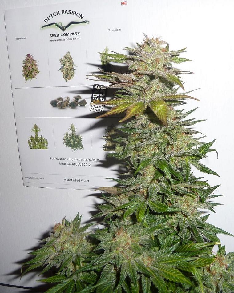 ortega indica medical review