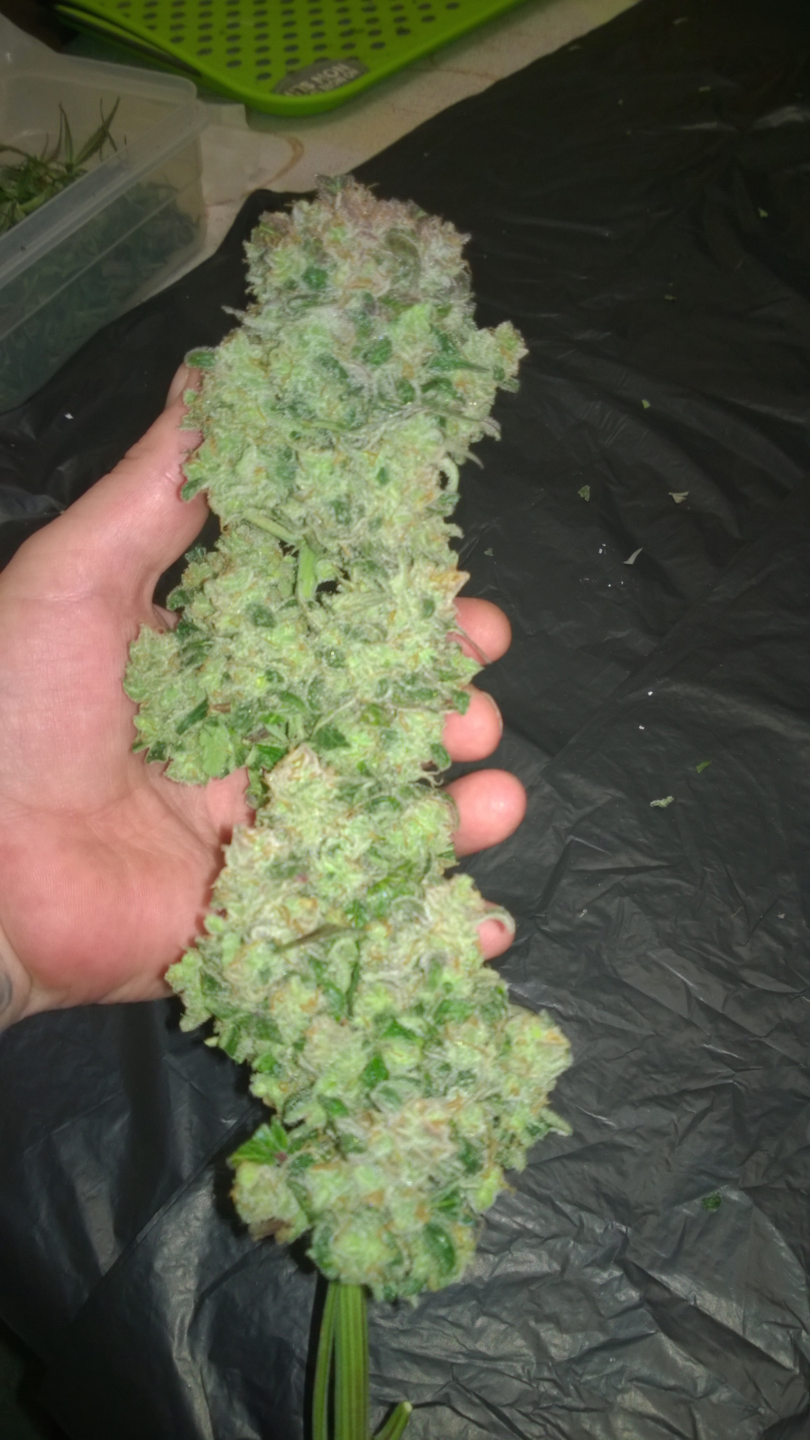 Flowering tip chopped off Think Different after 2 weeks