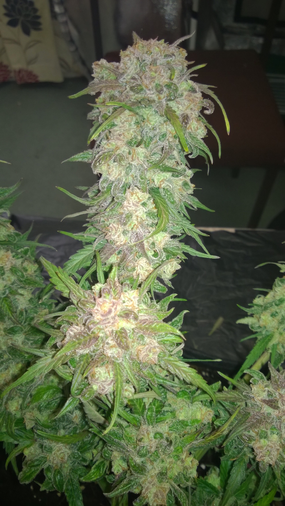 Think Different Dutch Passion