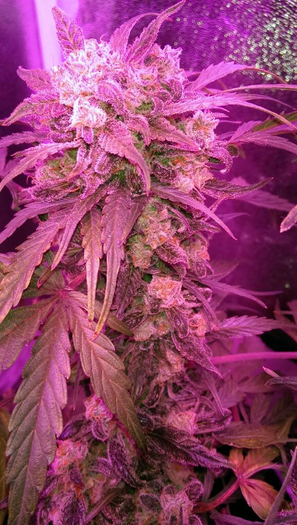 Think Different Dutch Passion