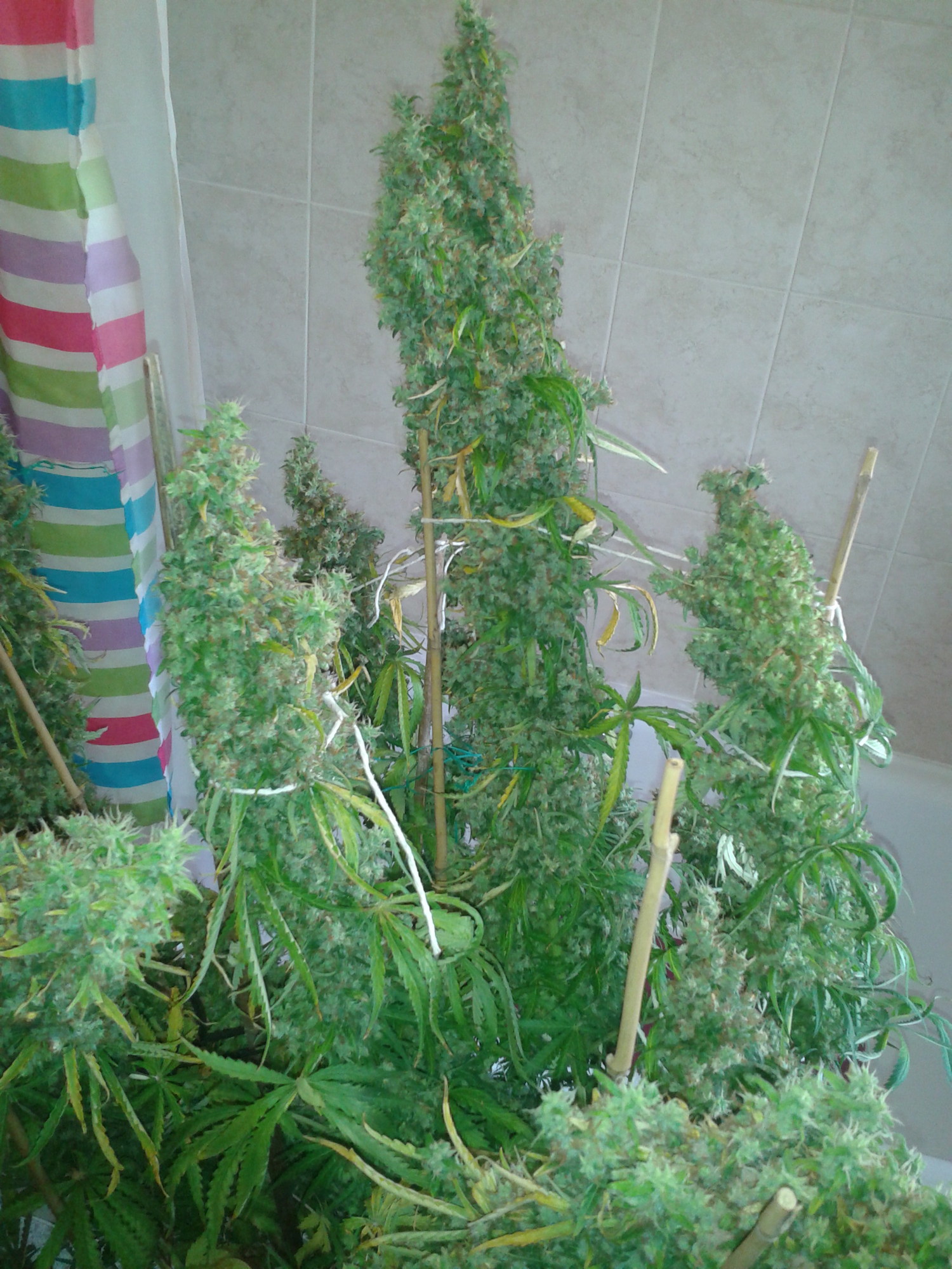 branches look heavy with buds