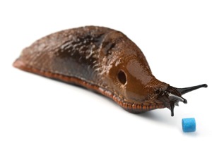 slug pellets