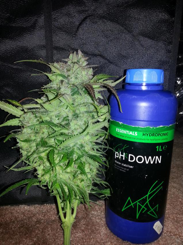 SnowStorm Dutch Passion Automatic Orange Bud