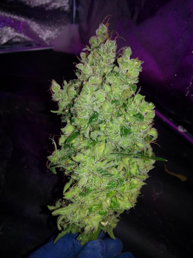 SnowStorm Dutch Passion Automatic Orange Bud