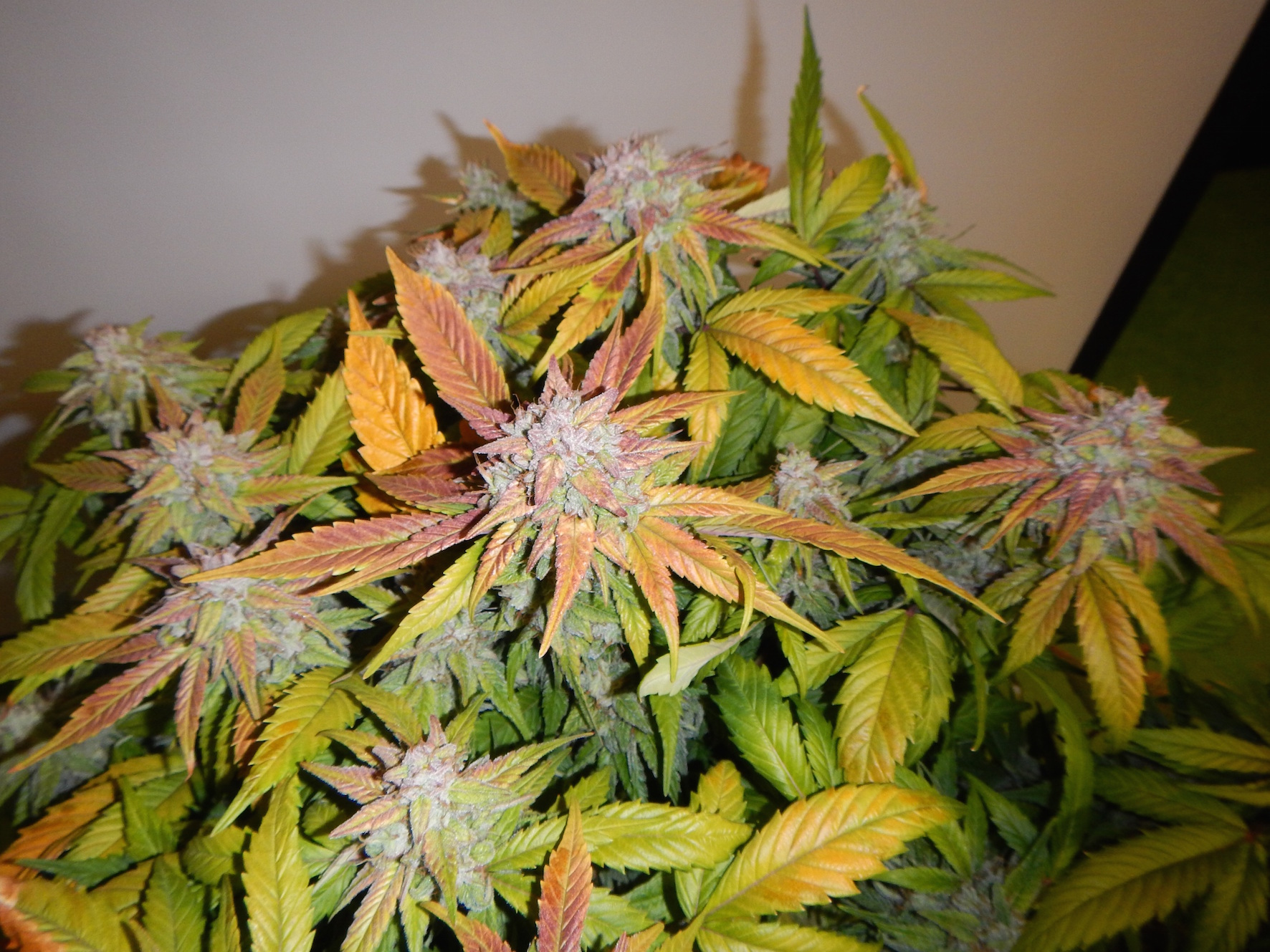 Mature starryder with autumn colours