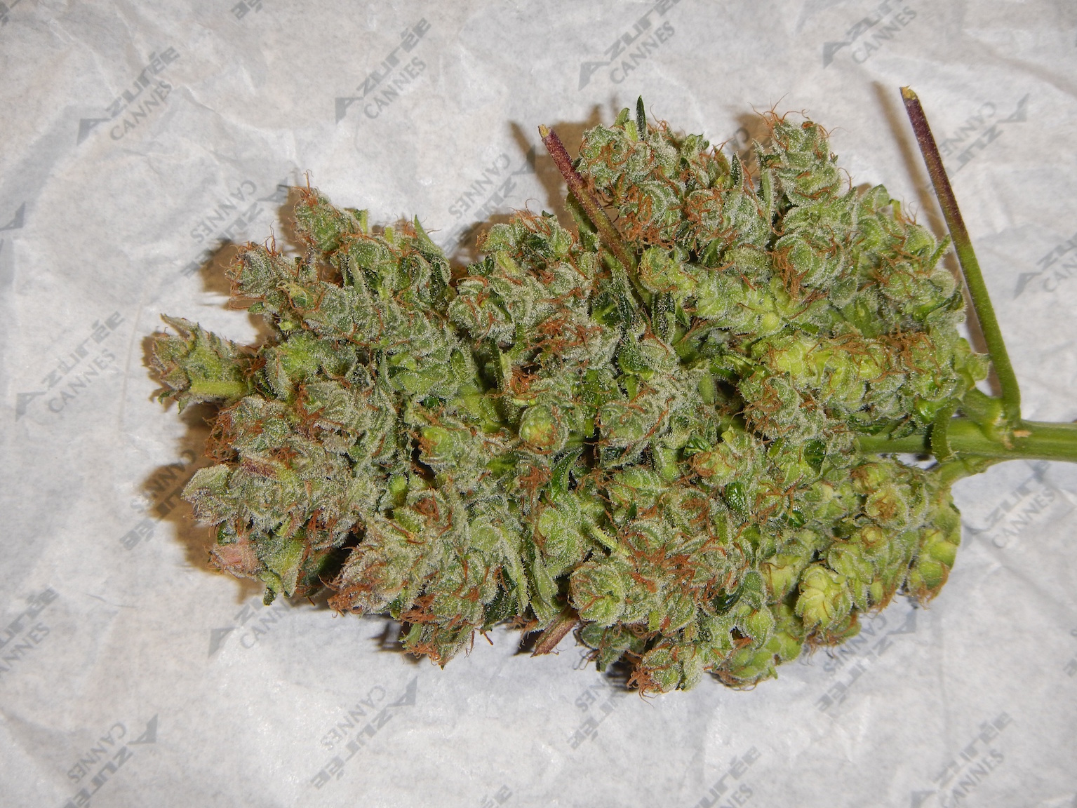 StarRyder strain dutch passion