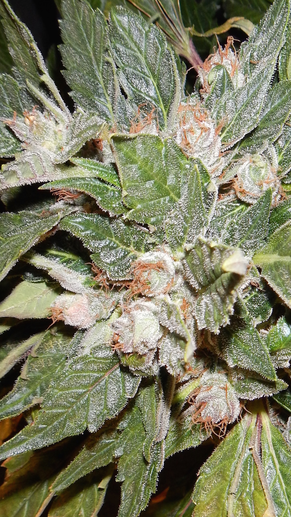 StarRyder strain closeup dutch passion