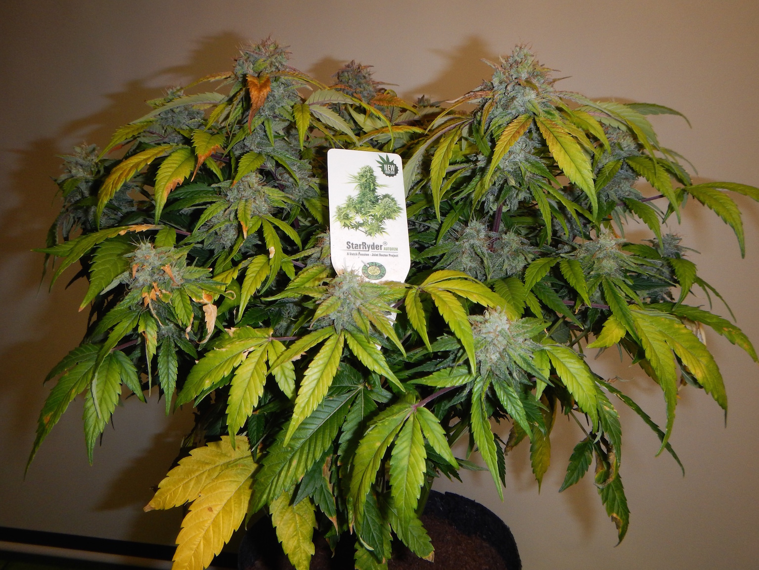 StarRyder strain review best seller harvest time