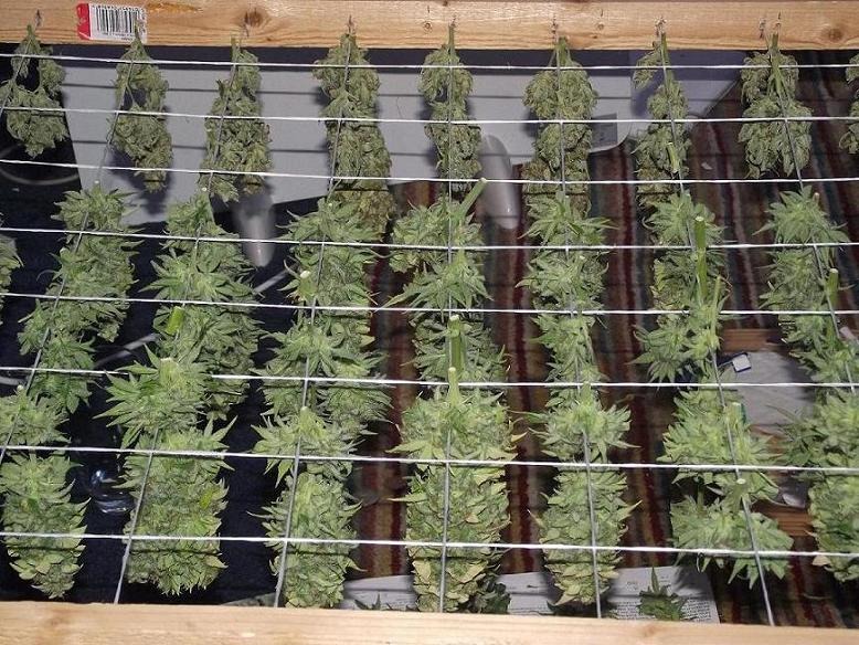 StarRyder grow and smoke review by Hazy harvest