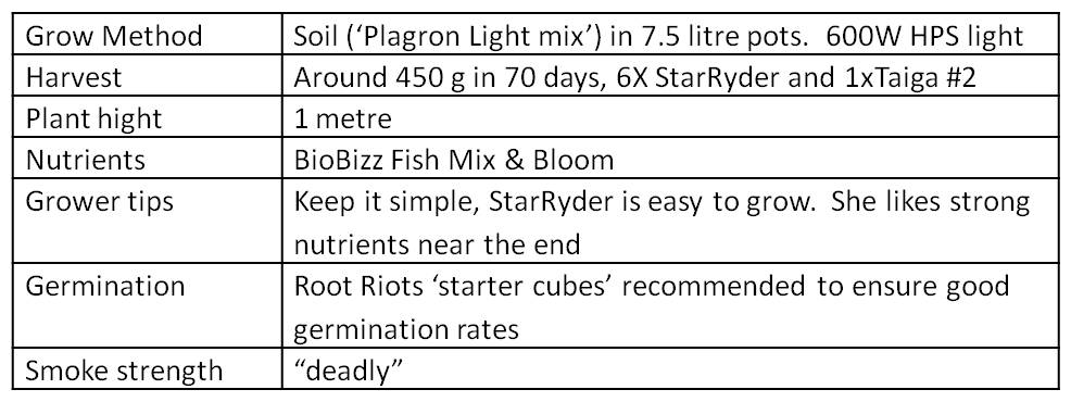 StarRyder grow and smoke review by Hazy