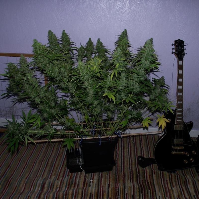 taiga looking insane