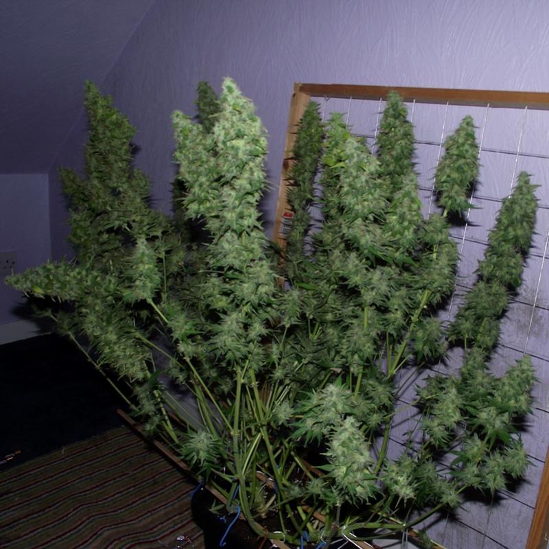 more taiga looking great