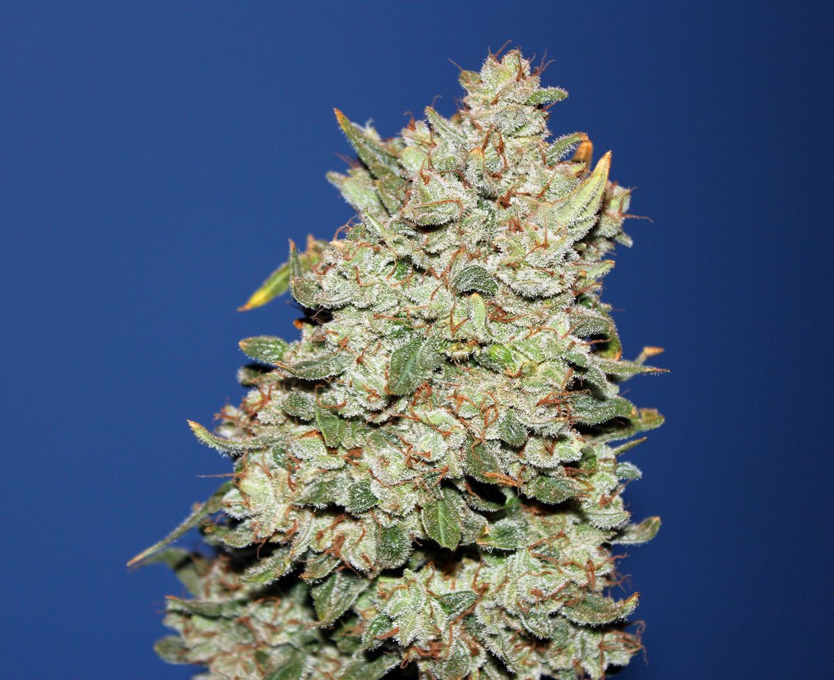 Think Different Dutch Passion