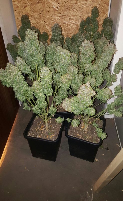 Think Big indoor grow review
