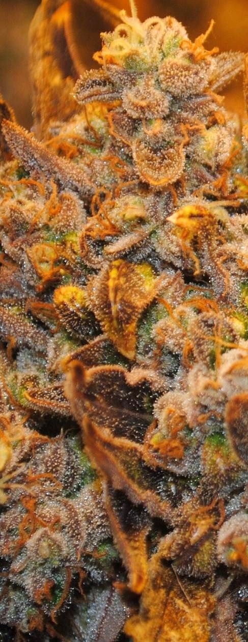 close up of sticky buds