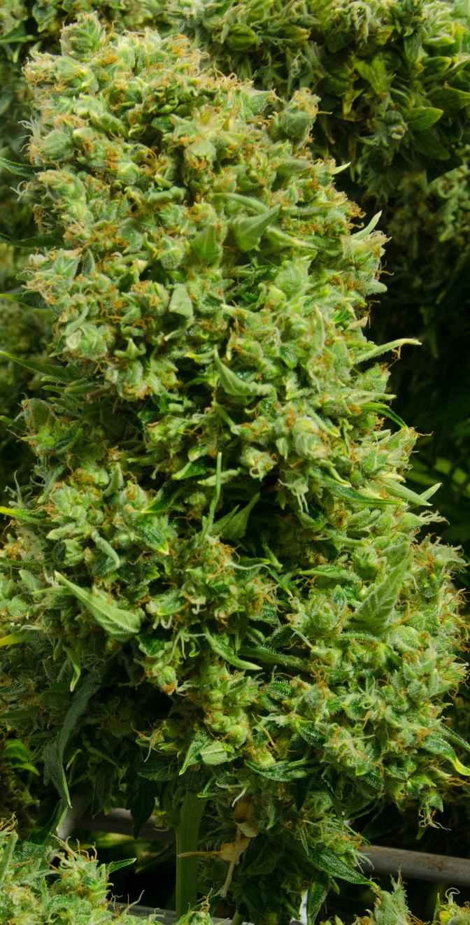 Dutch Passion Think Different