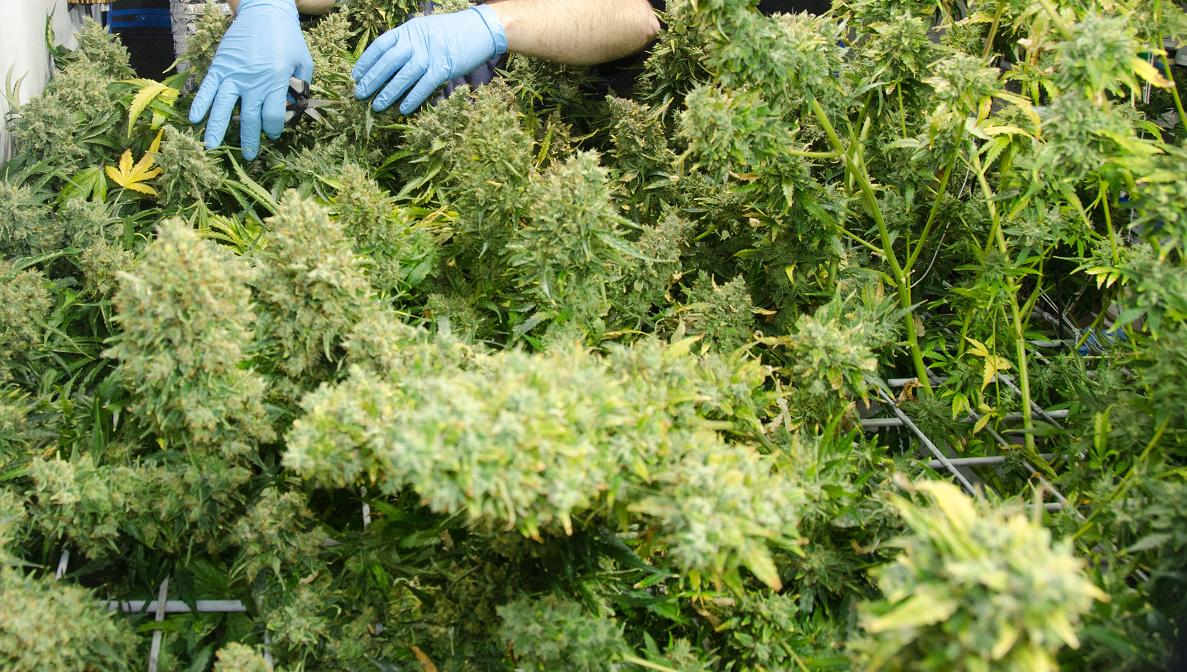 Dutch Passion Think Different