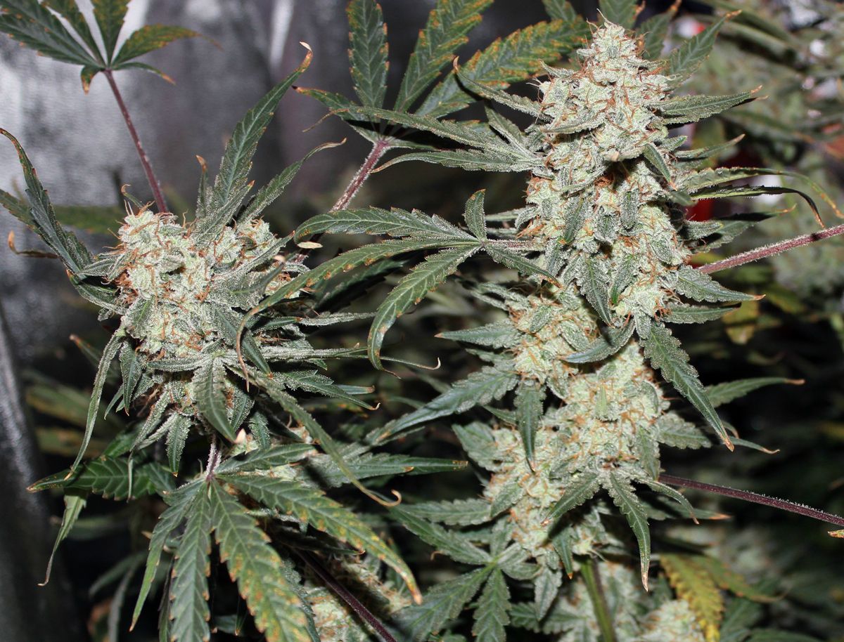 Think Different review