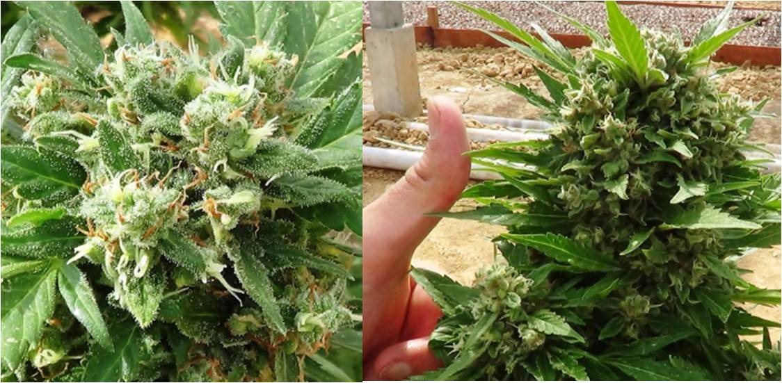 frosty think differents