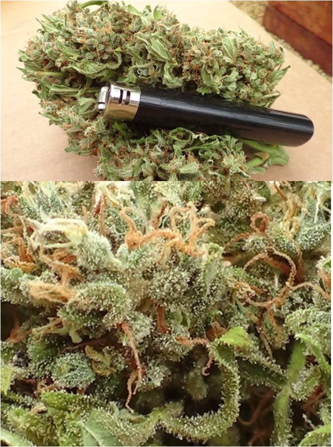 large nuggets, as big as your hand