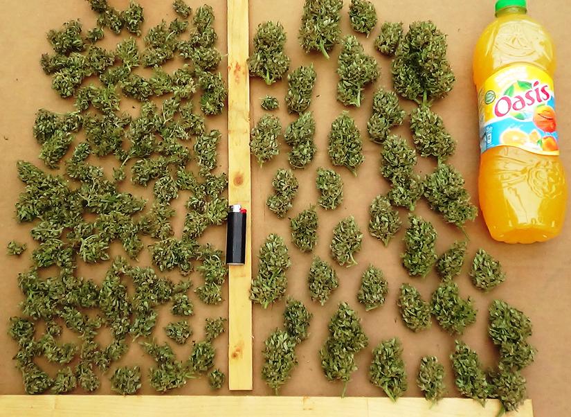 nice harvest shots, stacks of buds