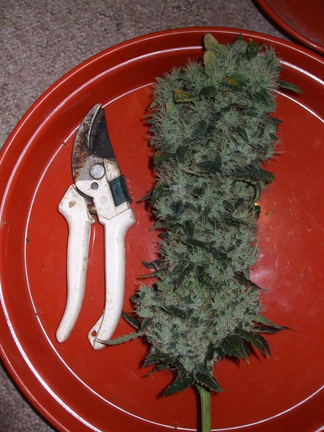 Dutch Passion The Ultimate