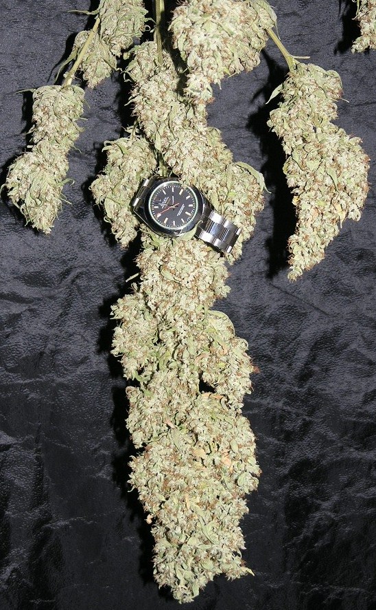 drying buds, heavy ones too