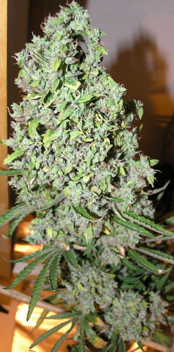 heavy looking blooms, typical of this variety