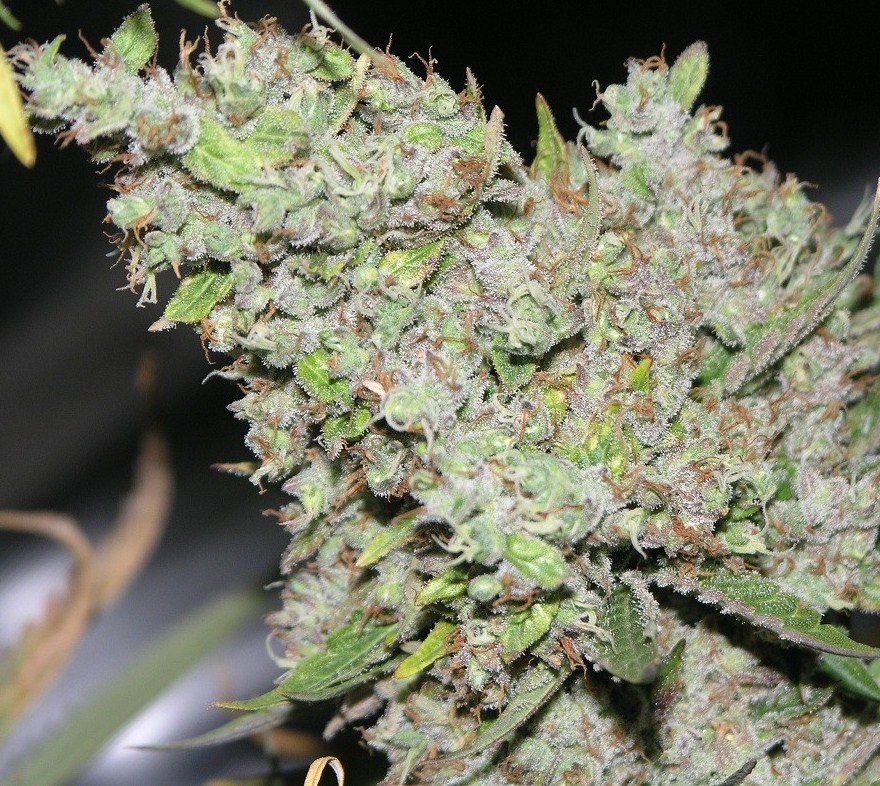 very sticky buds