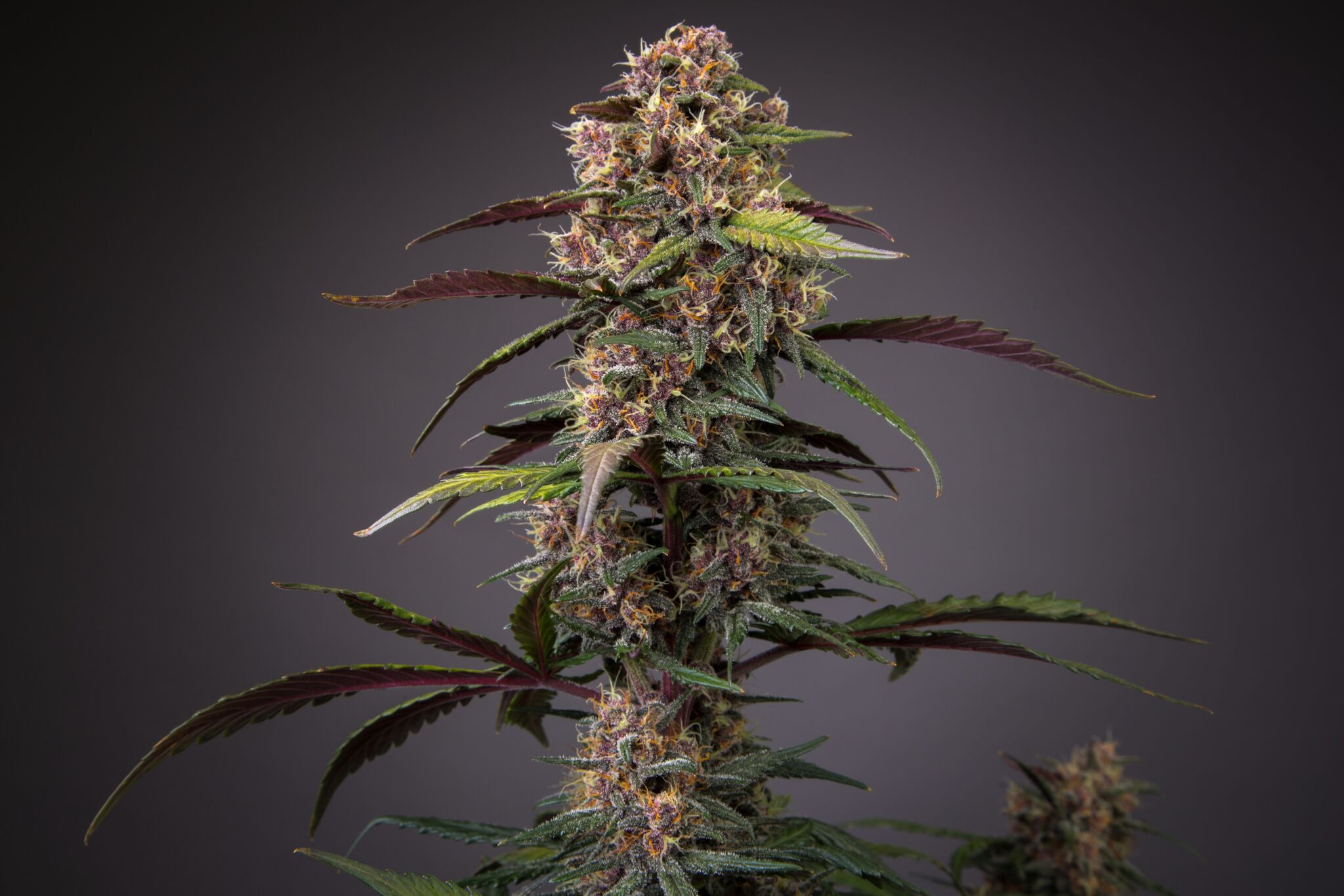 Auto Blackberry Kush plant