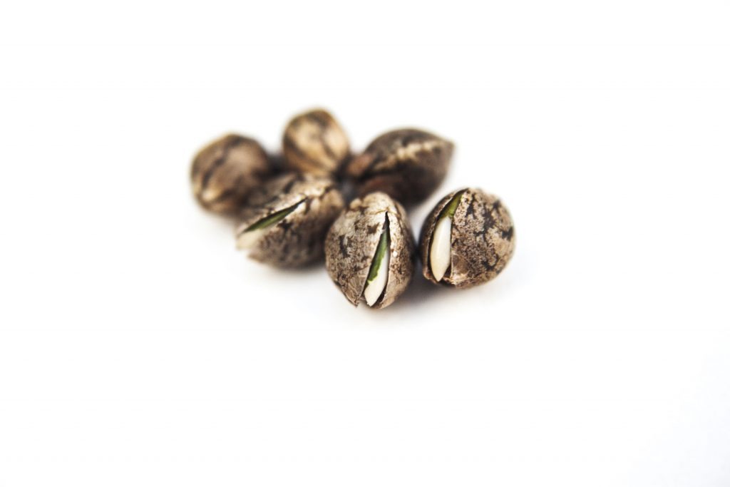 Wie man Cannabissamen keimen lässt