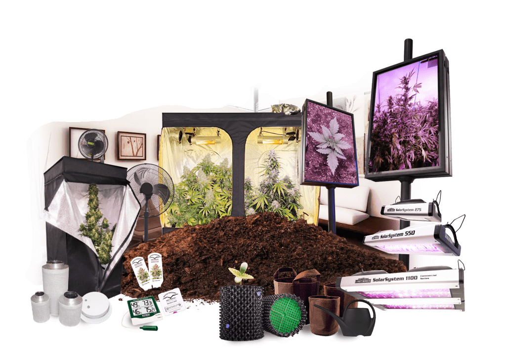 Indoor cannabis growing