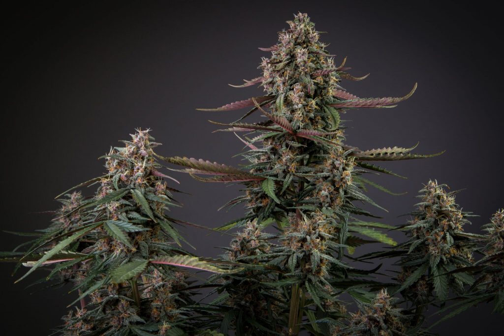 Auto Blackberry Kush