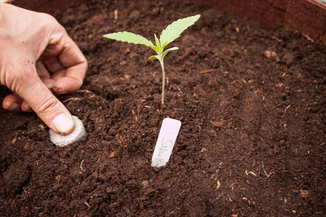 Mineralische vs. organische Nährstoffe