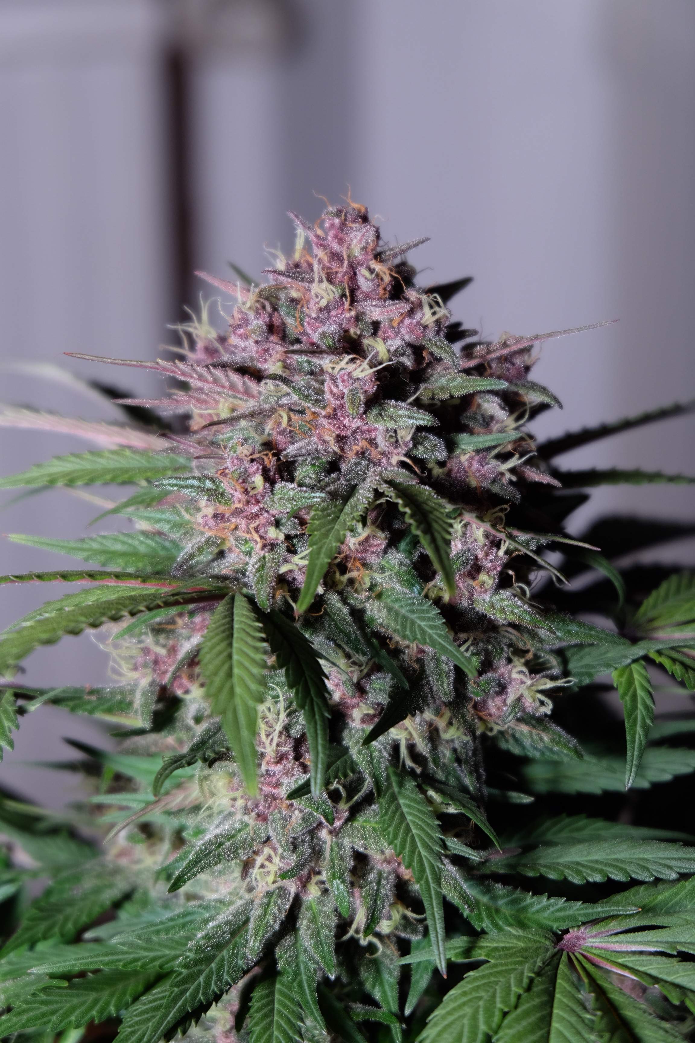  Beautiful purple bud of Auto Blackberry Kush