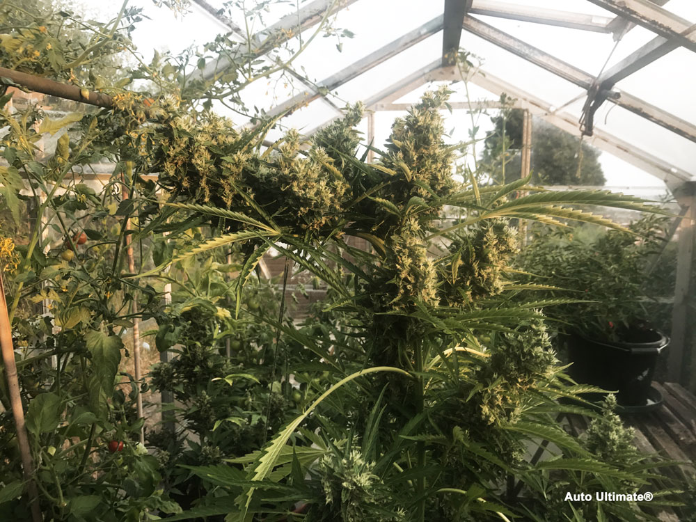 Comment cultiver du cannabis sous serre - Auto Ultimate