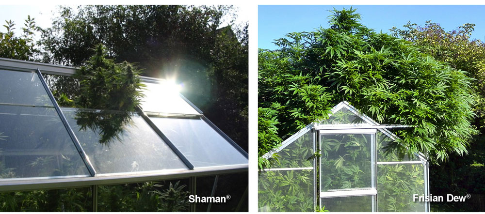 Comment cultiver du cannabis sous serre - Shaman et Frisian Dew