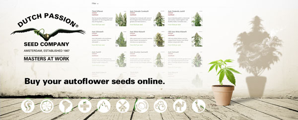 Cannabissamen online kaufen, Dutch Passion seed company