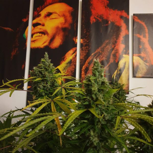 Auto Lemon Kix after 75 days of growth