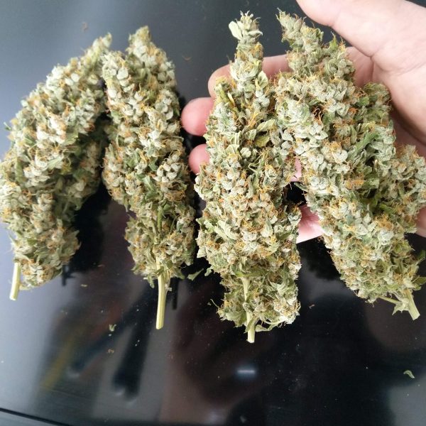 Auto Lemon Kix buds, large and resinous.