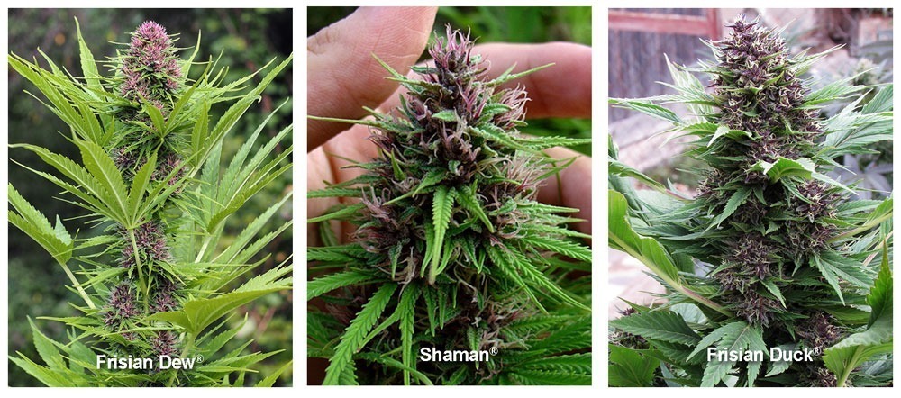 Wann kann ich meinen Outdoor-Cannabis ernten?