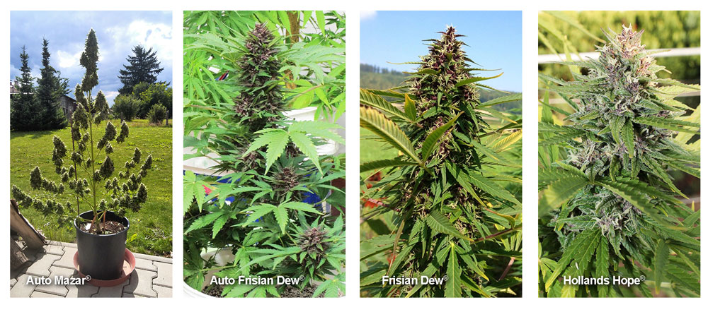 Anbau von Cannabissamen im Freiland