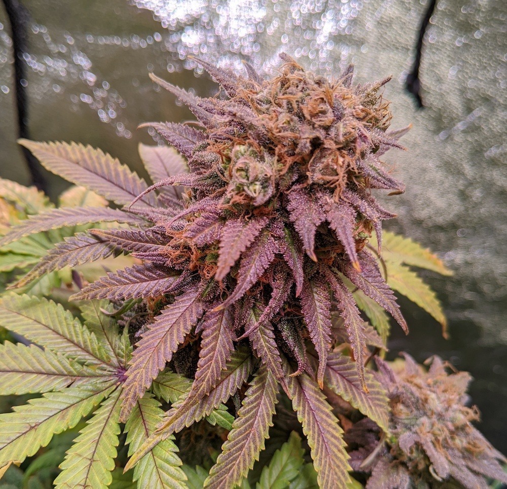 Passion Fruit blooming with autumn colours